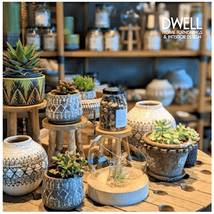 succulent plants on a table